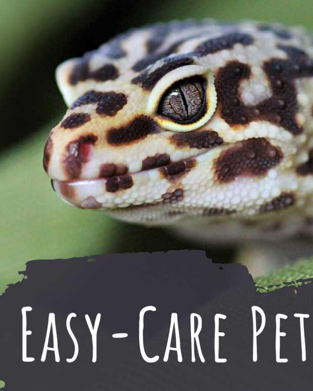 low maintenance outdoor pets