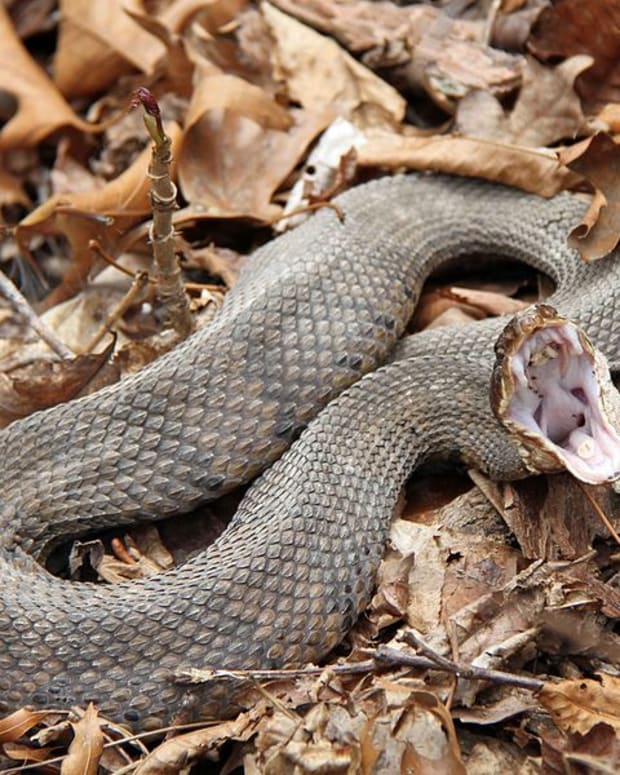 is-that-snake-venomous-a-guide-to-the-key-characteristics-of