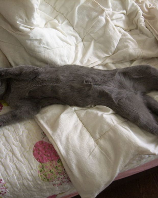How to Stop Your Cat From Peeing in the House PetHelpful By fellow