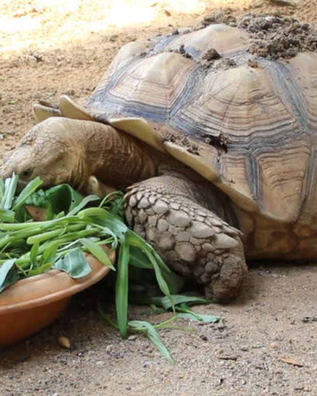 How To Care For Your Sulcata Tortoise Pethelpful By Fellow Animal And Experts - What Is Good Bedding For Sulcata Tortoise How To Care For Your Sulcata Tortoise Pethelpful By Fellow Animal And Experts - What Is Good Bedding For Sulcata Tortoise