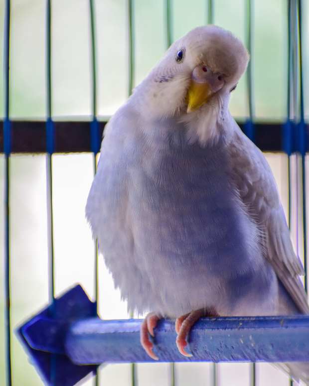 List of 40 Rare and Unique Exotic Pets PetHelpful By fellow animal