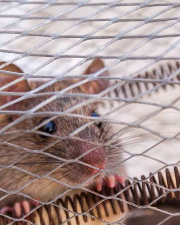 What Is the Best Bedding for Pet Rats? PetHelpful By fellow animal