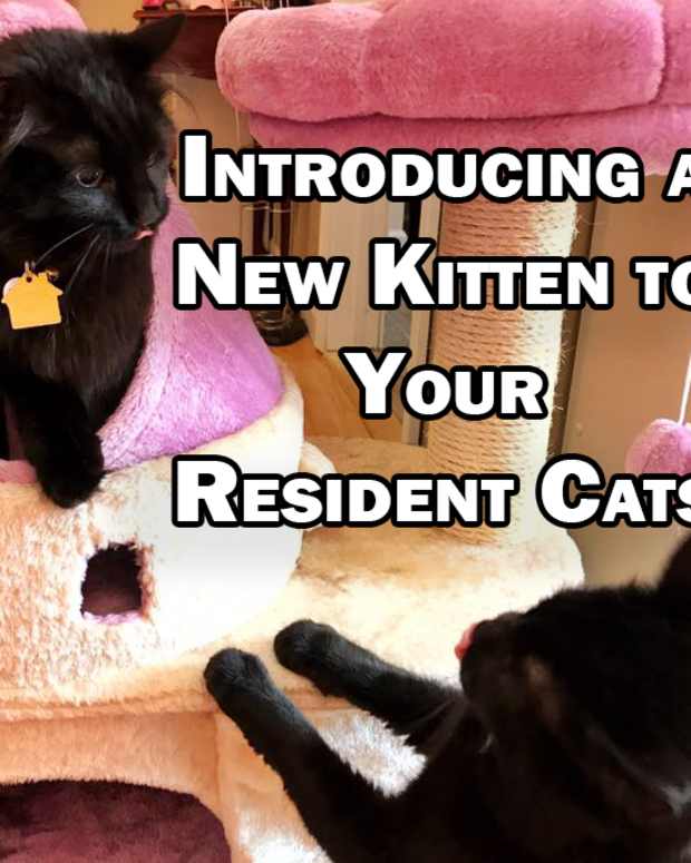 dog whining at new kitten