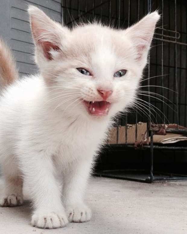 5 Reasons Why Cats Lick Their Owners PetHelpful By fellow animal