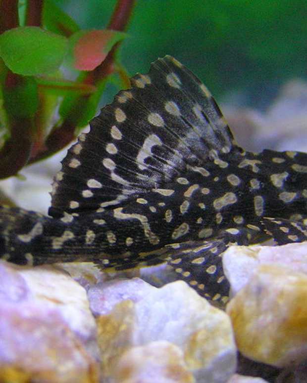 small catfish for fish tank