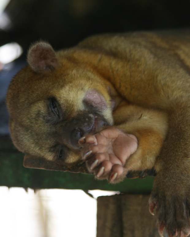 List of 40 Rare and Unique Exotic Pets PetHelpful By fellow animal