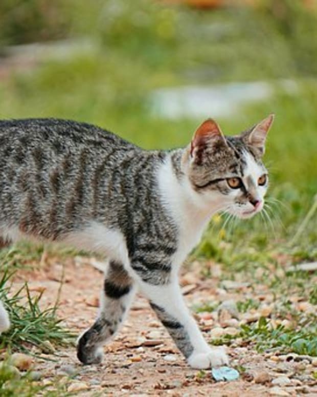 15 Great Names for Cornish Rex Cats From Cornish Mythology and Folklore ...