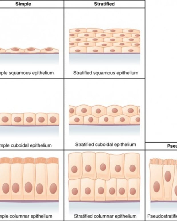 Human Tissue and Organ Repair Using Extracellular Matrix Pig Powder ...