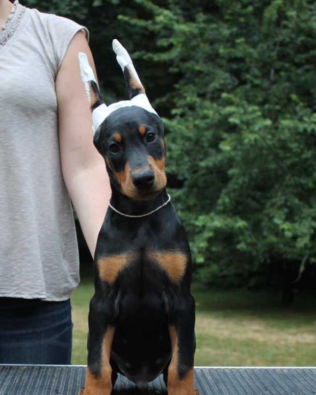 good neighbor dog obedience club