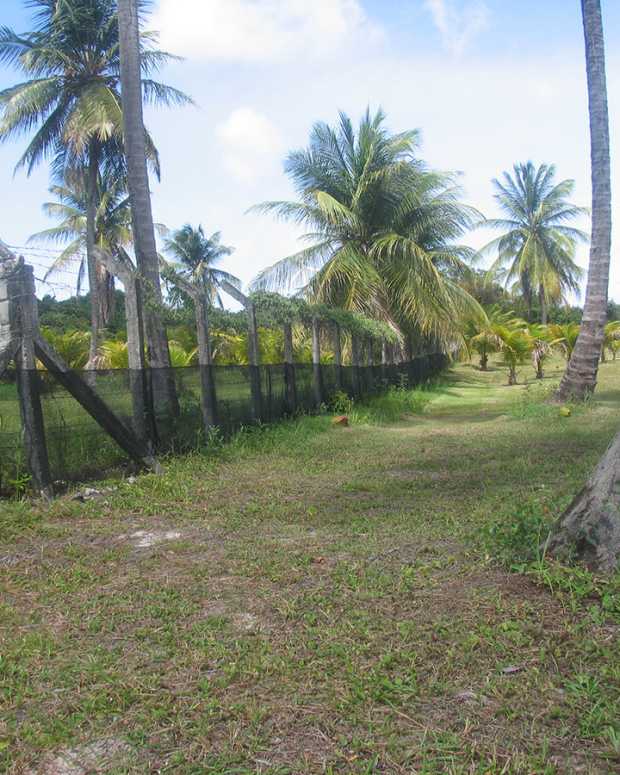 How Can I Keep My Dog Outside Without a Fence? PetHelpful By fellow