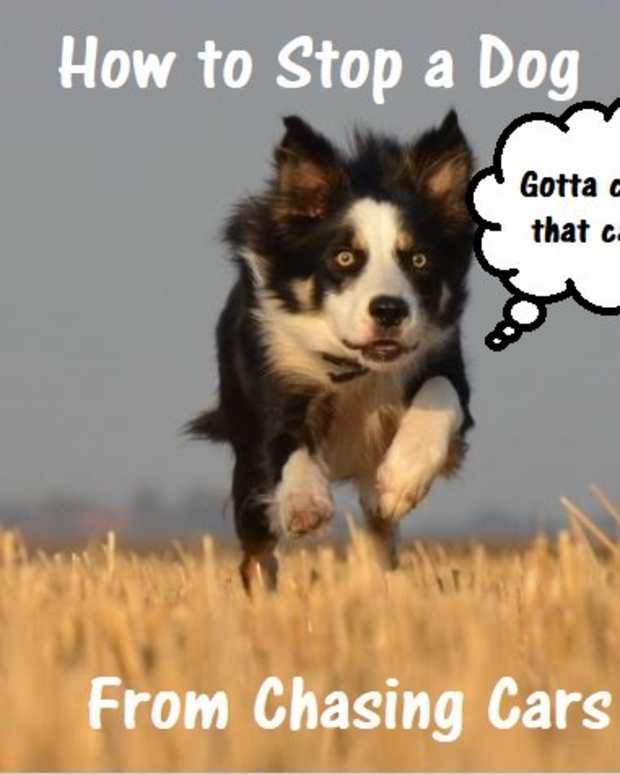How to Stop a Dog From Excitedly Lunging Towards Other Dogs
