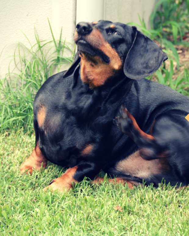 elephant skin on dogs home remedies