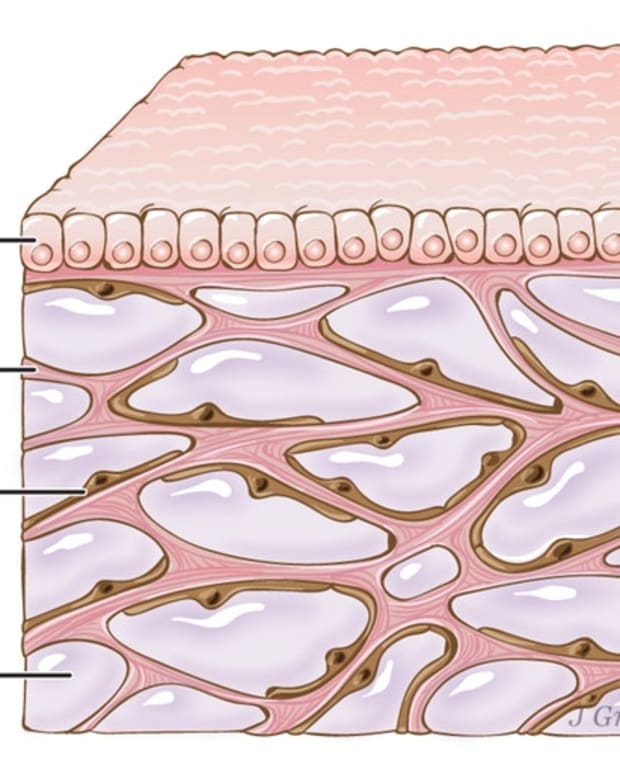 Epithelial Tissue: Characteristics, Types, and Functions - Owlcation ...