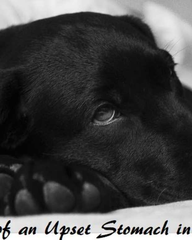 8 Easy Home Remedies for a Dog's Upset Stomach PetHelpful By fellow