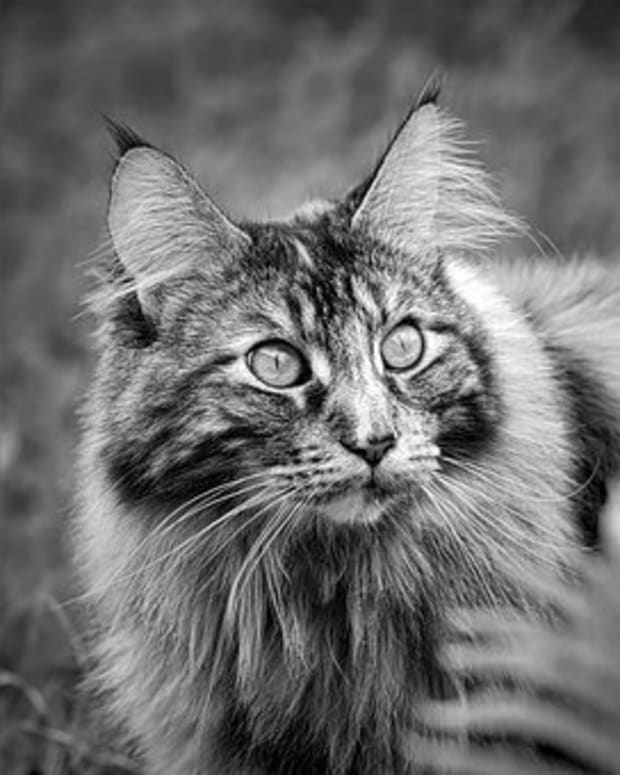 Boli articulare Maine Coon)