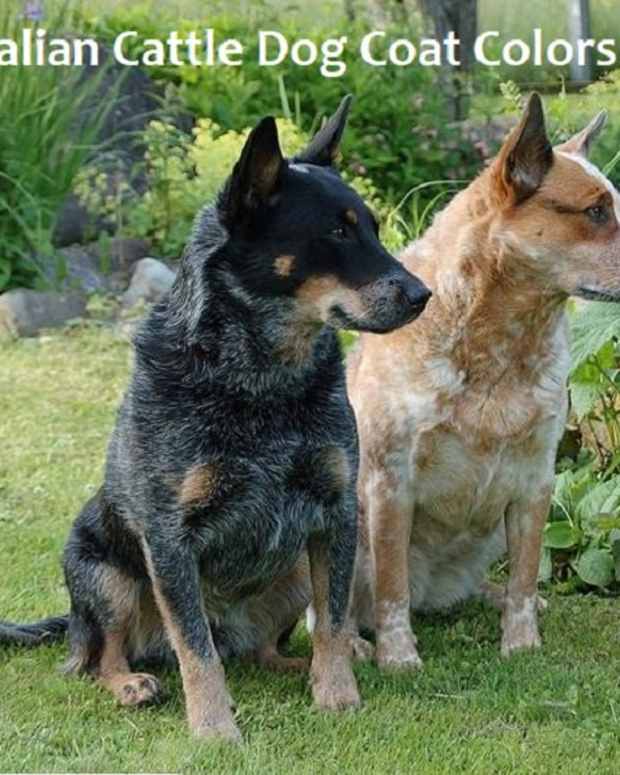 australian cattle dog aggressive behavior