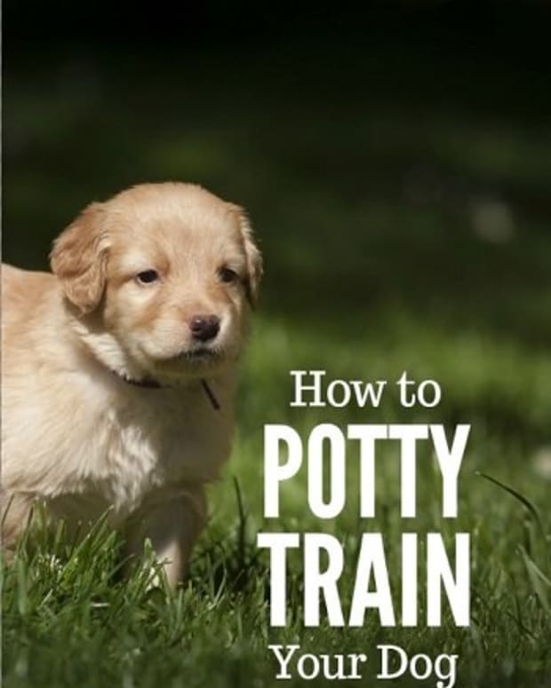 Signs Your Puppy Needs to Go Potty PetHelpful By fellow animal