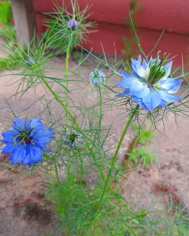 the-health-benefits-of-black-cumin-seeds