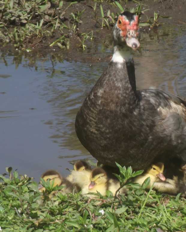 The 10 Best Natural Snacks and Treats for Ducks PetHelpful By