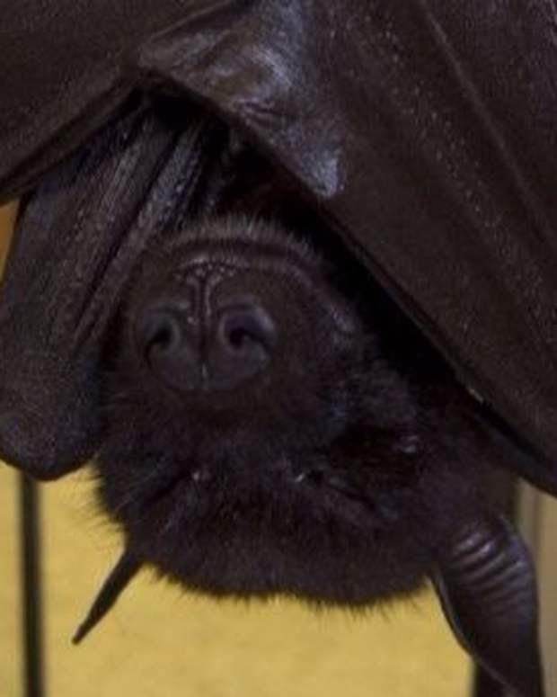 10 Exotic Pets That Are Legal to Own in New Jersey PetHelpful By