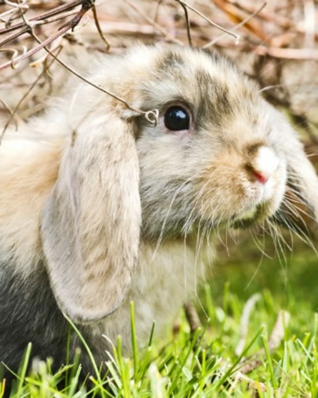 10 Best Pet Rabbit Breeds for Children PetHelpful By fellow animal
