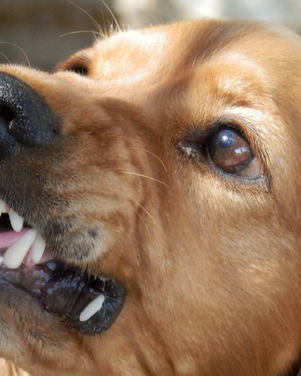 Understanding Dog Resource Guarding A Guide to Possessiveness Over Food, Bones, Beds and Toys