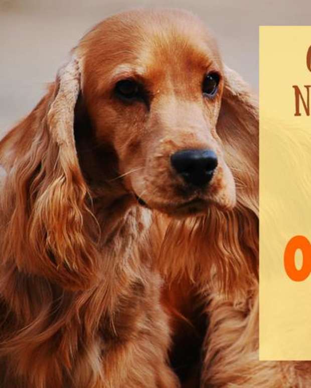 300+ Funny and Clever Fish Names PetHelpful By fellow animal lovers