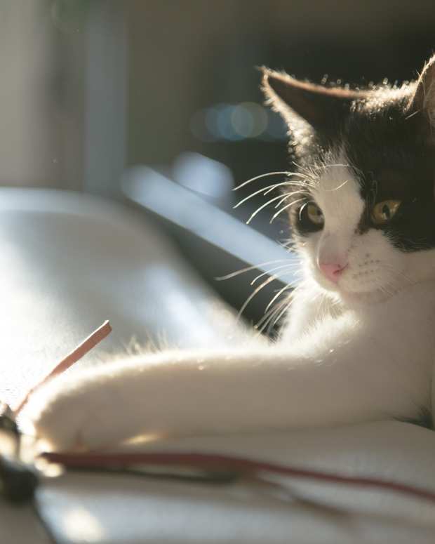 Ten Easy Games You Can Play With Your Cat PetHelpful By fellow