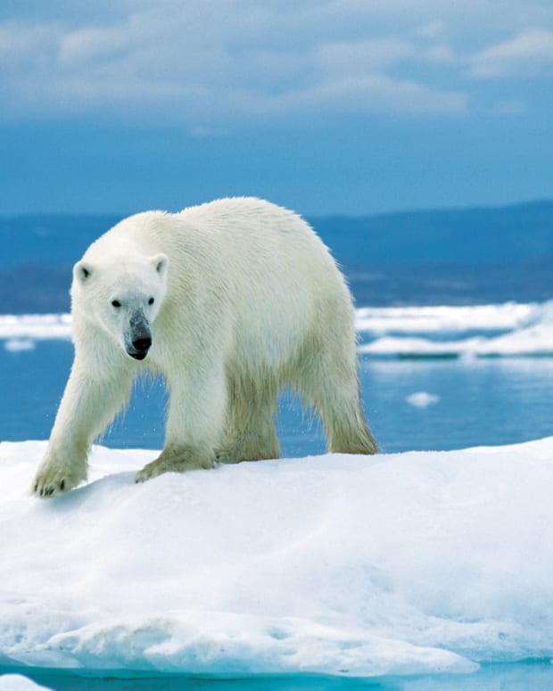 Interesting Facts About Polar Bears - Owlcation - Education