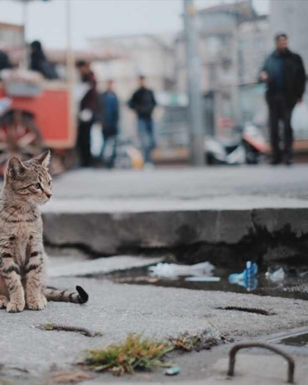 How to Keep Feral and Outdoor Cats Warm and Safe in Winter PetHelpful By fellow animal