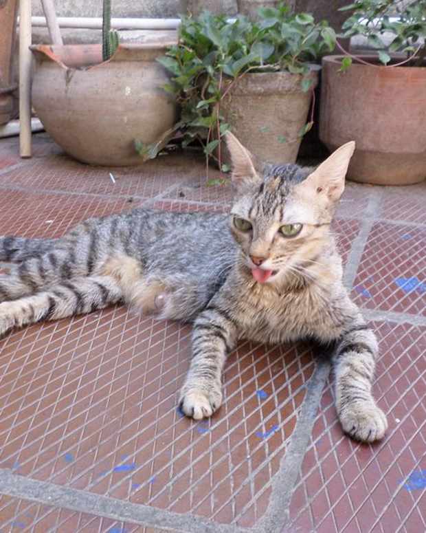 my cat is in heat and driving me crazy