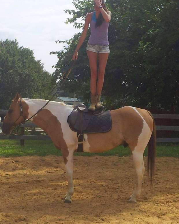 Horses and Aging How to Care for Old Horses PetHelpful By fellow