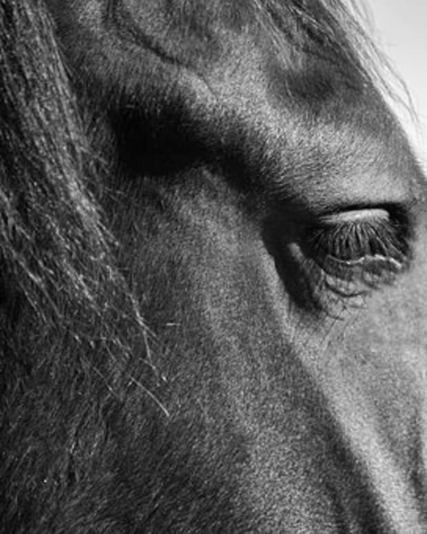 20 Legendary Names For Horses From Greek Mythology PetHelpful By 20-legendary-names-for-horses-from-greek-mythology-pethelpful-by