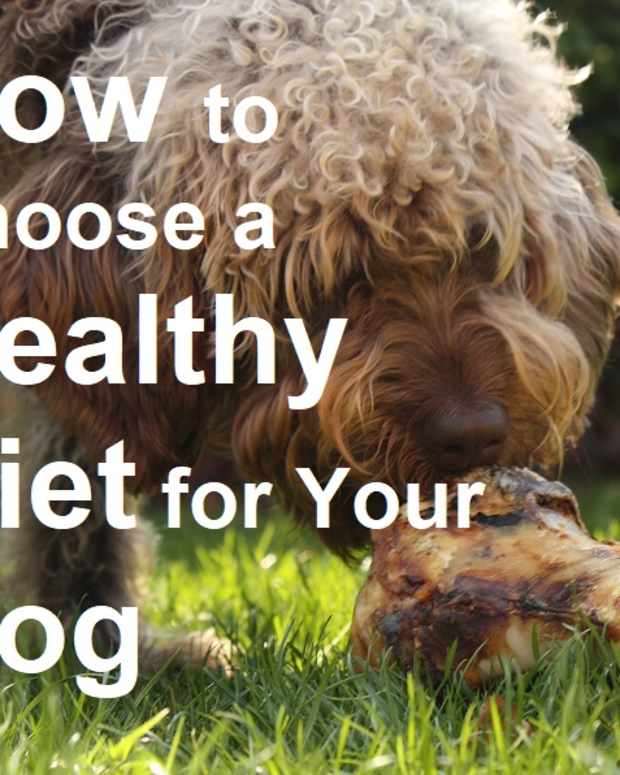 How to Choose the Right Food for Your Dog PetHelpful By fellow