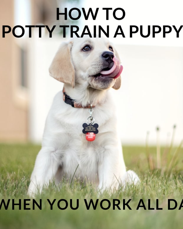 Signs Your Puppy Needs to Go Potty - PetHelpful - By fellow animal ...