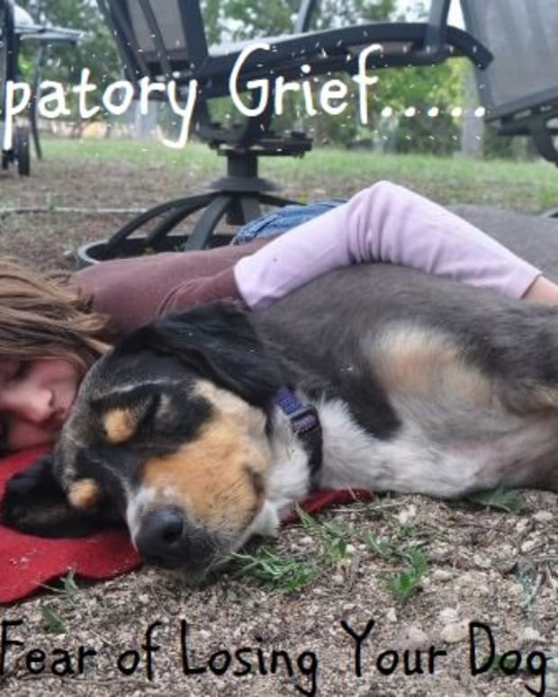 how-to-help-a-dog-that-is-grieving-the-loss-of-another-dog-pethelpful