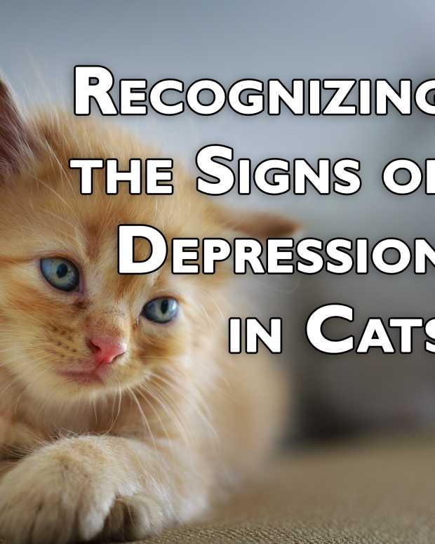 cat gastroenteritis home treatment