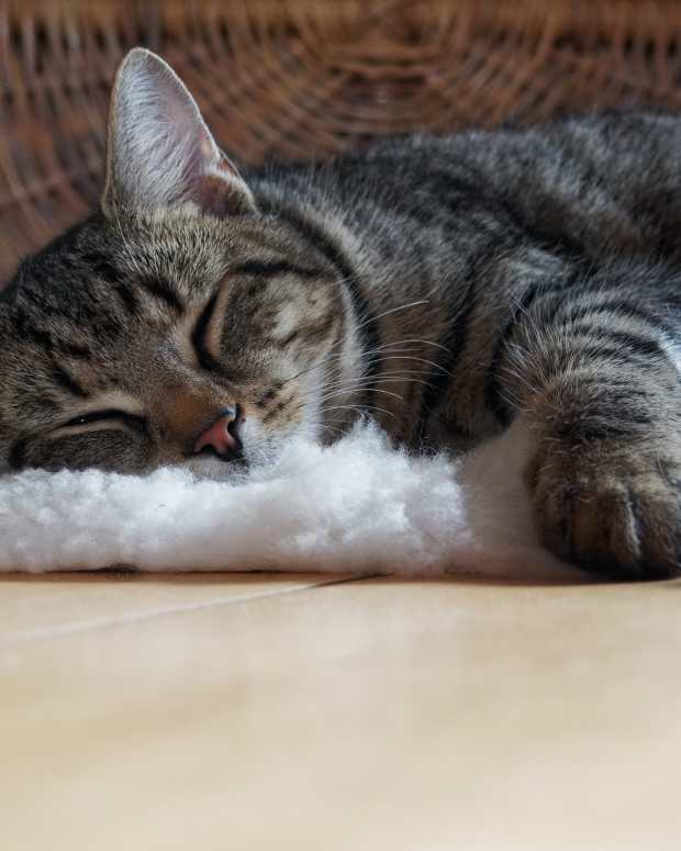 Do Cats Feel Love? PetHelpful By fellow animal lovers and experts