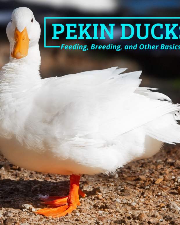 The 10 Best Natural Snacks and Treats for Ducks PetHelpful By fellow animal lovers and experts