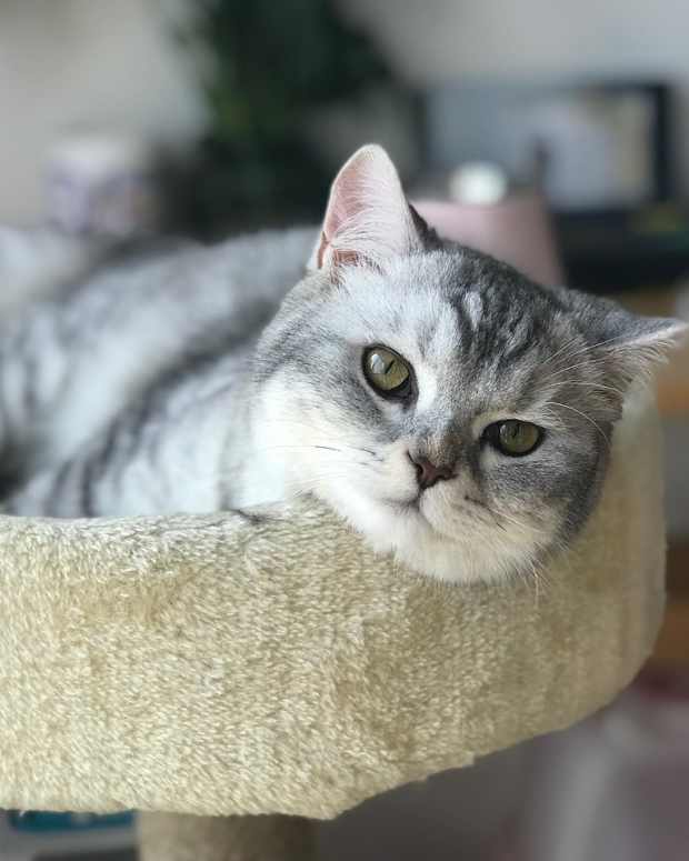 13 Reasons Why a Cat Is Not Using the Litter Box (With Solutions