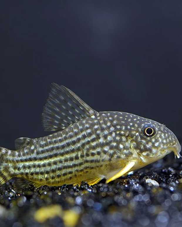 10 Best Fish for a 10Gallon Tank Setup PetHelpful By fellow animal