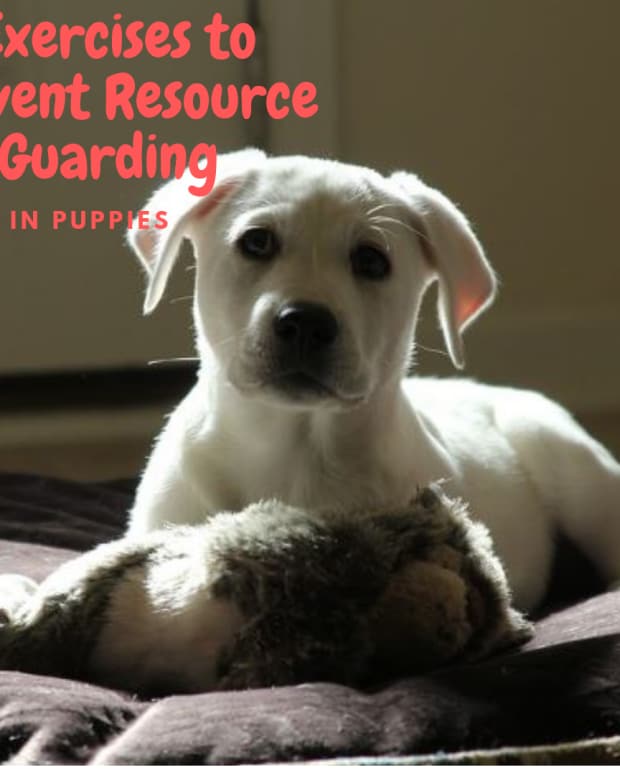 Understanding Dog Resource Guarding A Guide to Possessiveness Over Food, Bones, Beds and Toys