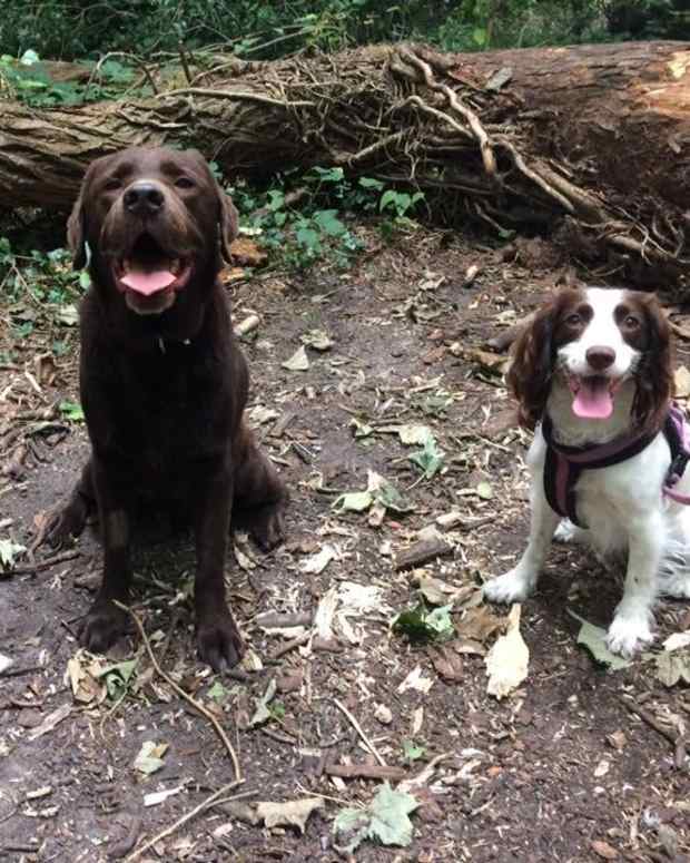 Why Won't My Dog Sit on Its Bottom? (Reasons for "Sideways Sits