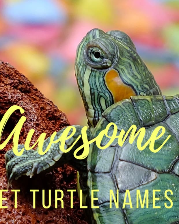 40 Awesome Pet Turtle Names Pethelpful By Fellow Animal Lovers And Experts,What Is Pectin In Plants