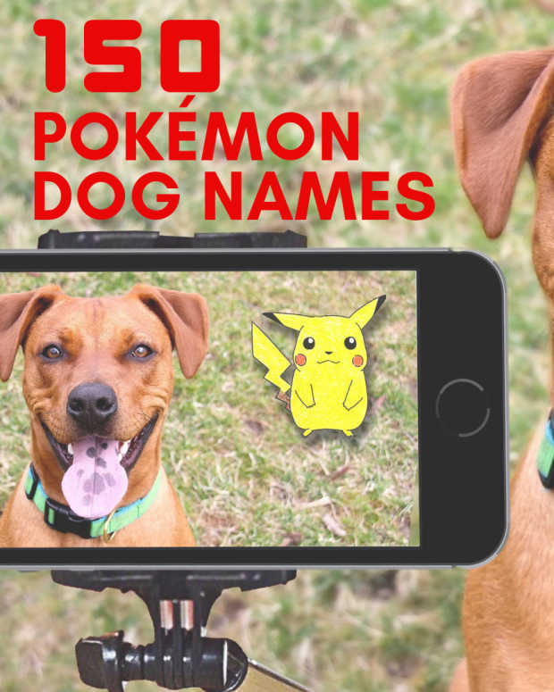 100+ Cute Japanese Dog Names for Your Pet PetHelpful By fellow animal lovers and experts