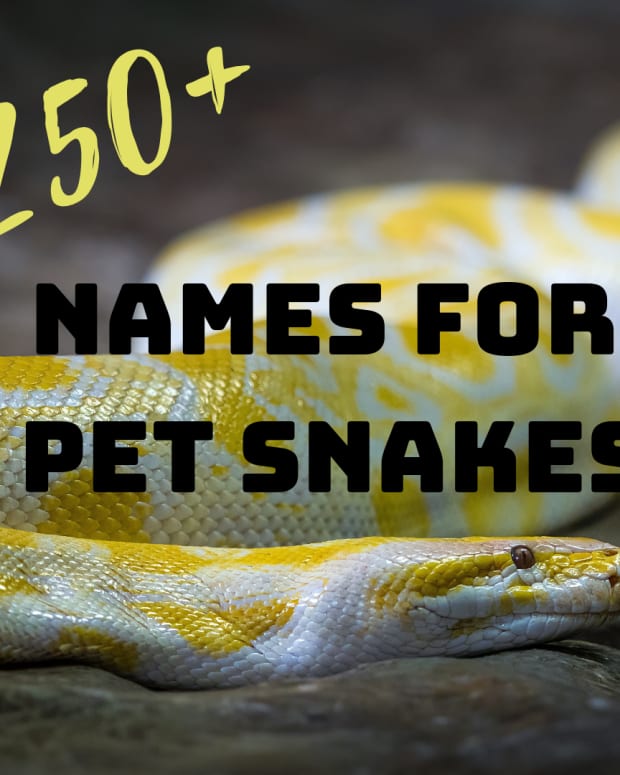 Best Pet Snake Species For Children And Beginners - PetHelpful - By ...