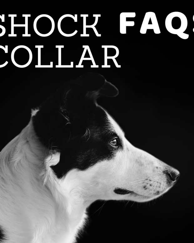 good neighbor dog obedience club