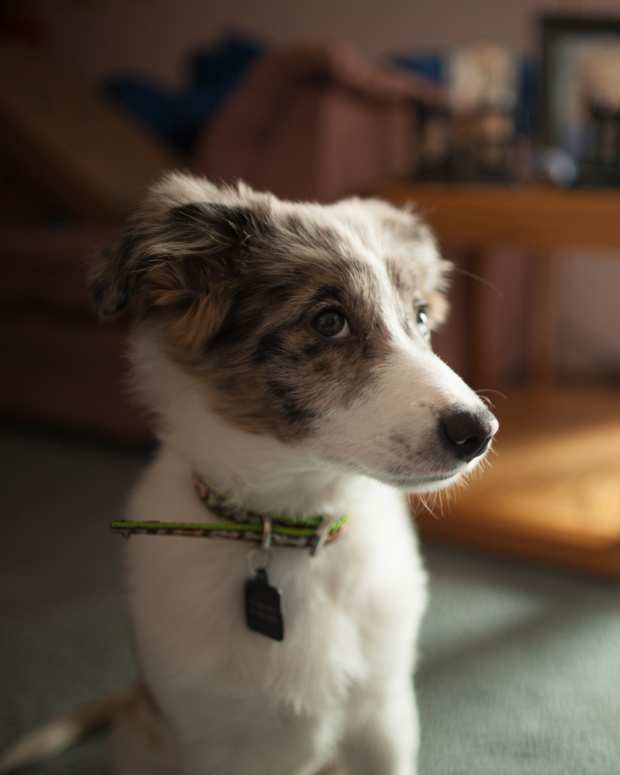 dog ate carpet padding