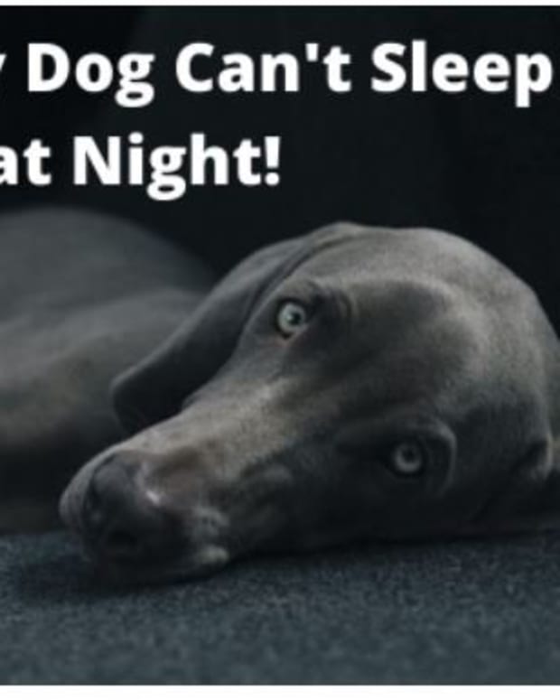 How Do You Know When It Is Time to Put a Dog to Sleep? PetHelpful