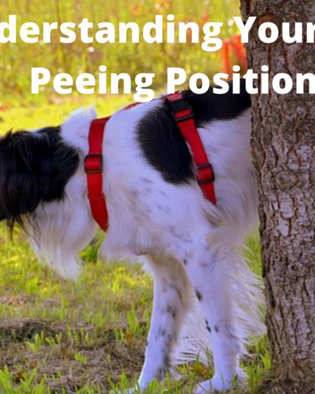 Why Do Some Dogs Pee on Guests, and What Can You Do About It